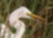 Egret-Great_Bots-Sept