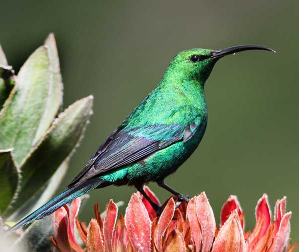 Sunbird-Malachite_Gts-Cstle