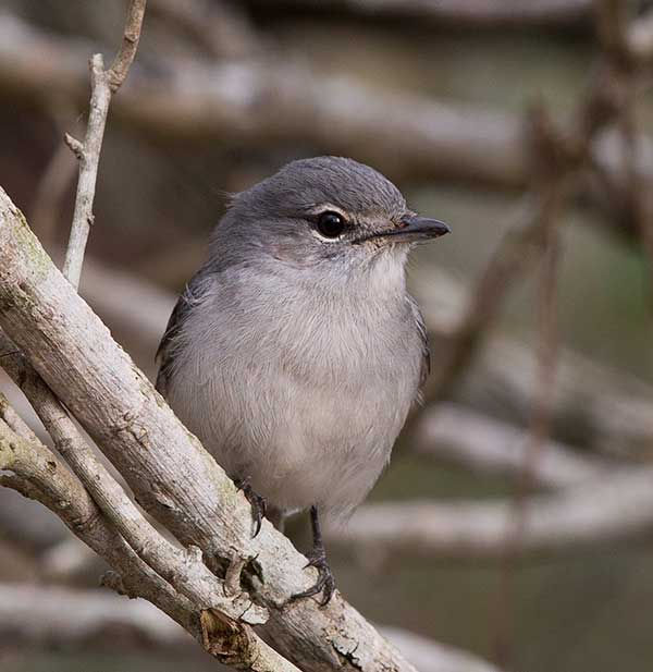 Flycatcher-Ashy-caerulescens_Bonamanzi_Sept