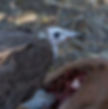 Vulture-Hooded_Kr-Pk_June