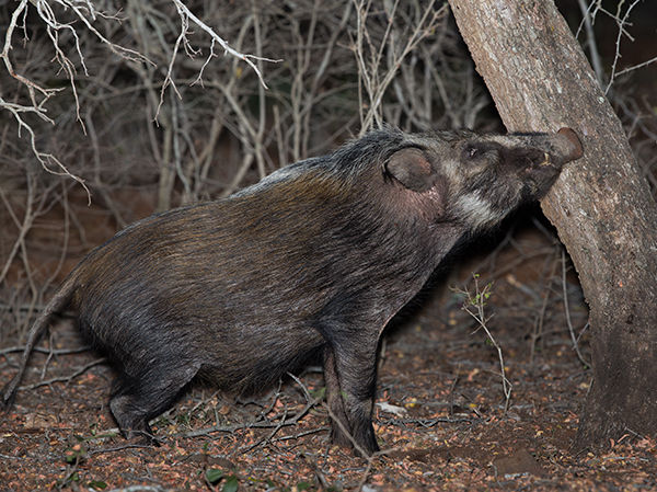 Bushpig_-potamochoerus-porcus_Mkuse_Ntl_Aug