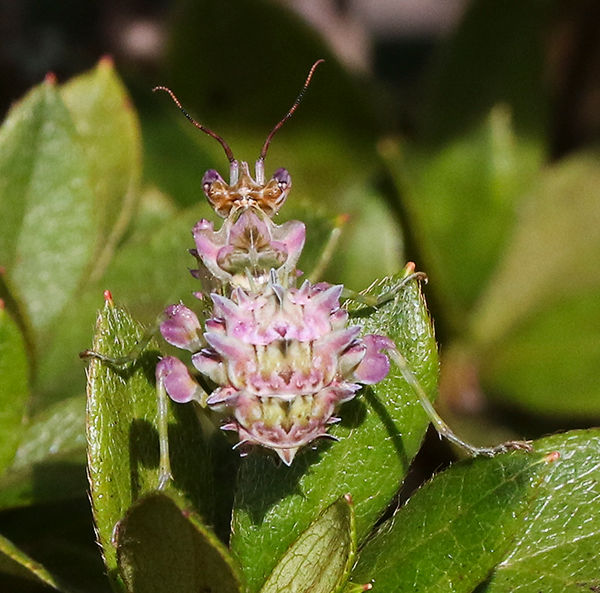 Eyed flower Mantid_Psuedocreobotra wahlberli _Tweni_13 May_Tweni0Q7A1496 copy