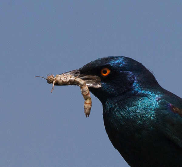 Starling-Glossy_phoenicopterus_Gariep_OFS_Mar_