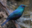 Starling-Black-bellied_Mkuzi
