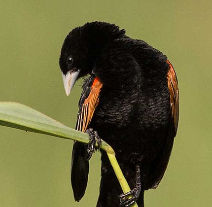 Widowbird-Fan-tailed_Melville-LSC_Oct_9Z