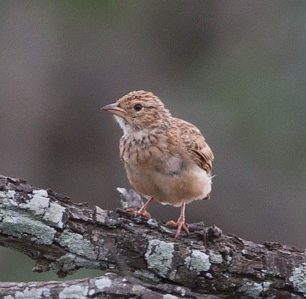 Lark-Monotonous_Mkuze_Feb_--BT0T5805-cop