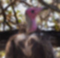 Vulture-Hooded_Kr-Pk_June