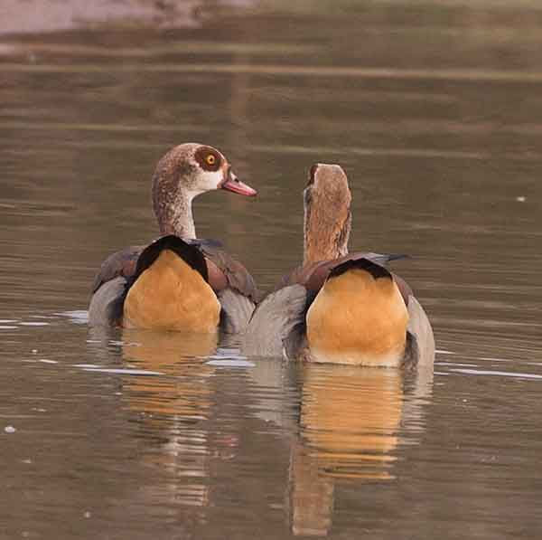 Goose-Egytpian_Pilberg_Sept_
