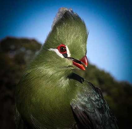 Turaco-Knysna_370_SNtl_7390-(1).jpg