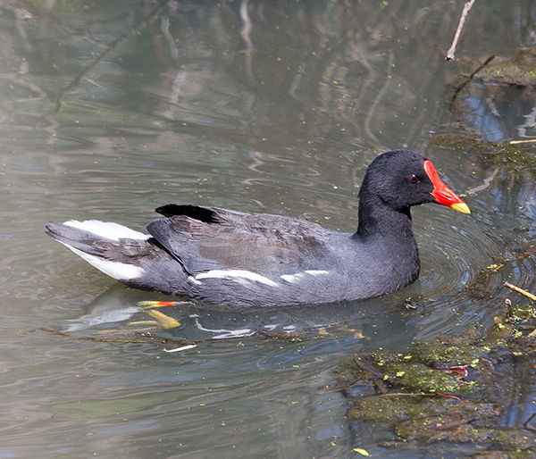 Moorhen Common_Wakkers_Sept_BT0T1725 copy (1)