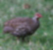 Spurfowl-Red-necked_afer_Kunene-Riv-Ldge_Nam_Sept