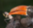 Hornbill-Crowned-male_Pt-Shep_Dec