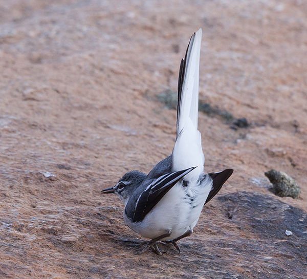 Wagtail-Mountain_KPL_Mpum_Oct_BT0T7388-c