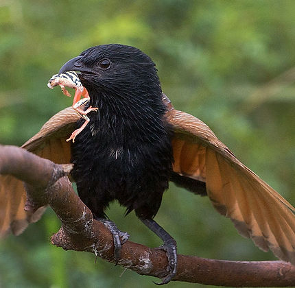 Coucal-Black_Mtunzini_Dec_--9Z4A1083-copy.jpg