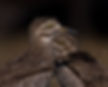 Thick-knee-Water_Bots_Sept