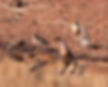 Finch-Cuthroat-_My-Bush-Camp_Bela-Bela_O