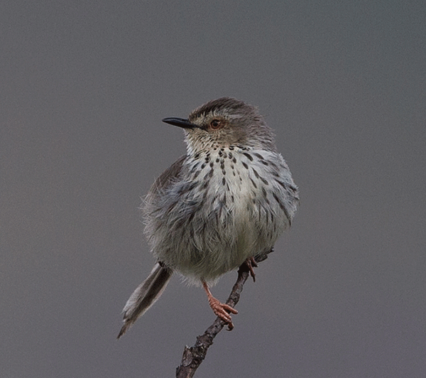 Prinia-Karoo-exultans_South-Berg_Nov_