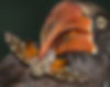 Hornbill-Crowned-male_Pt-Shep_Dec