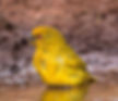 Weaver-Yellow_tongensis_BManzi_KZN_July