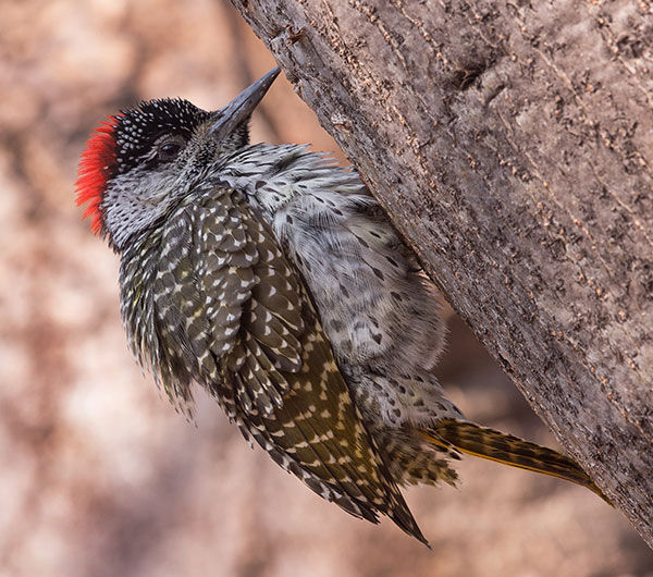 Woodpecker-Golden-tailed_abingoni_Khama-Rhino_Bots_Aug