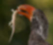 Hornbill Crowned male_Pt Shep_Dec
