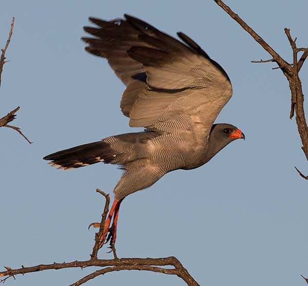 Goshawk-Dark-chanting_Kr-Pk