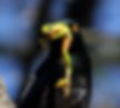 Starling-Black-bellied_Bonmzi