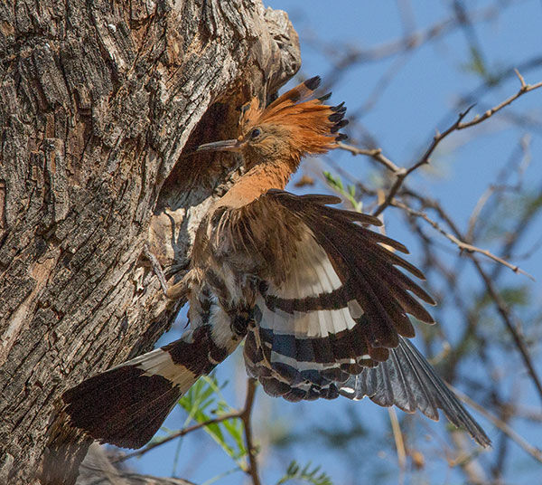 Hoopoe-African_Waterberg_9Z4A7060-copy