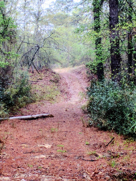 Trail Through Nature