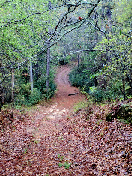 A Trail In The Woods
