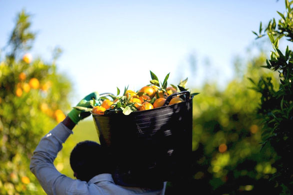 tangerines-national-origin-in-field.jpg