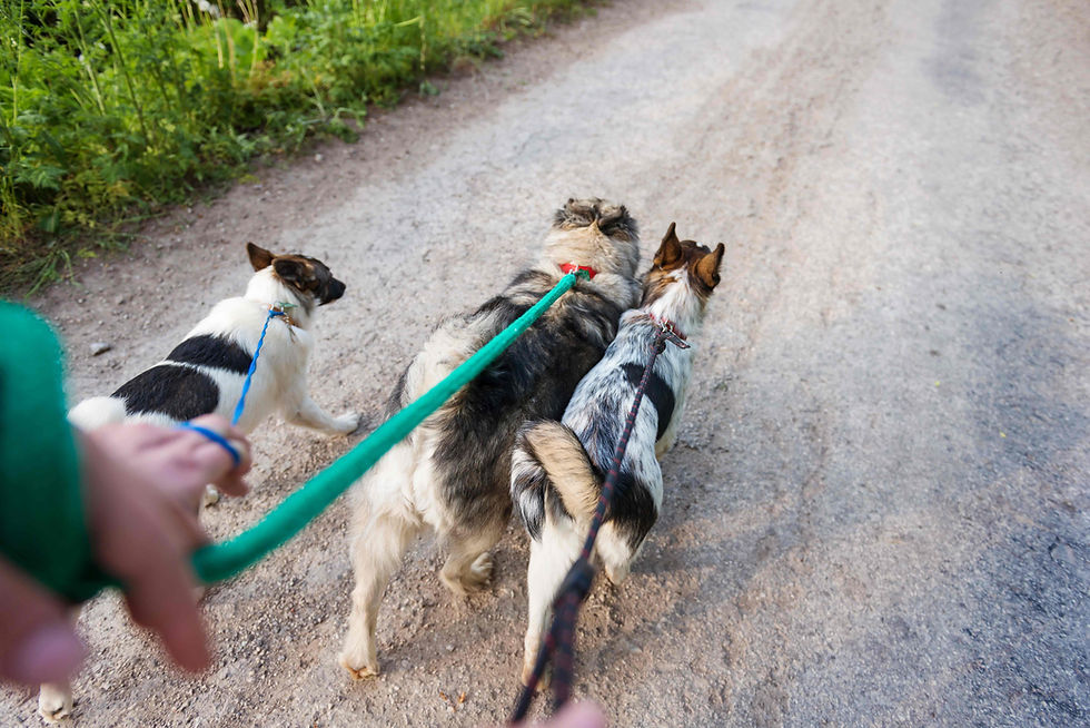 Animal Volunteer