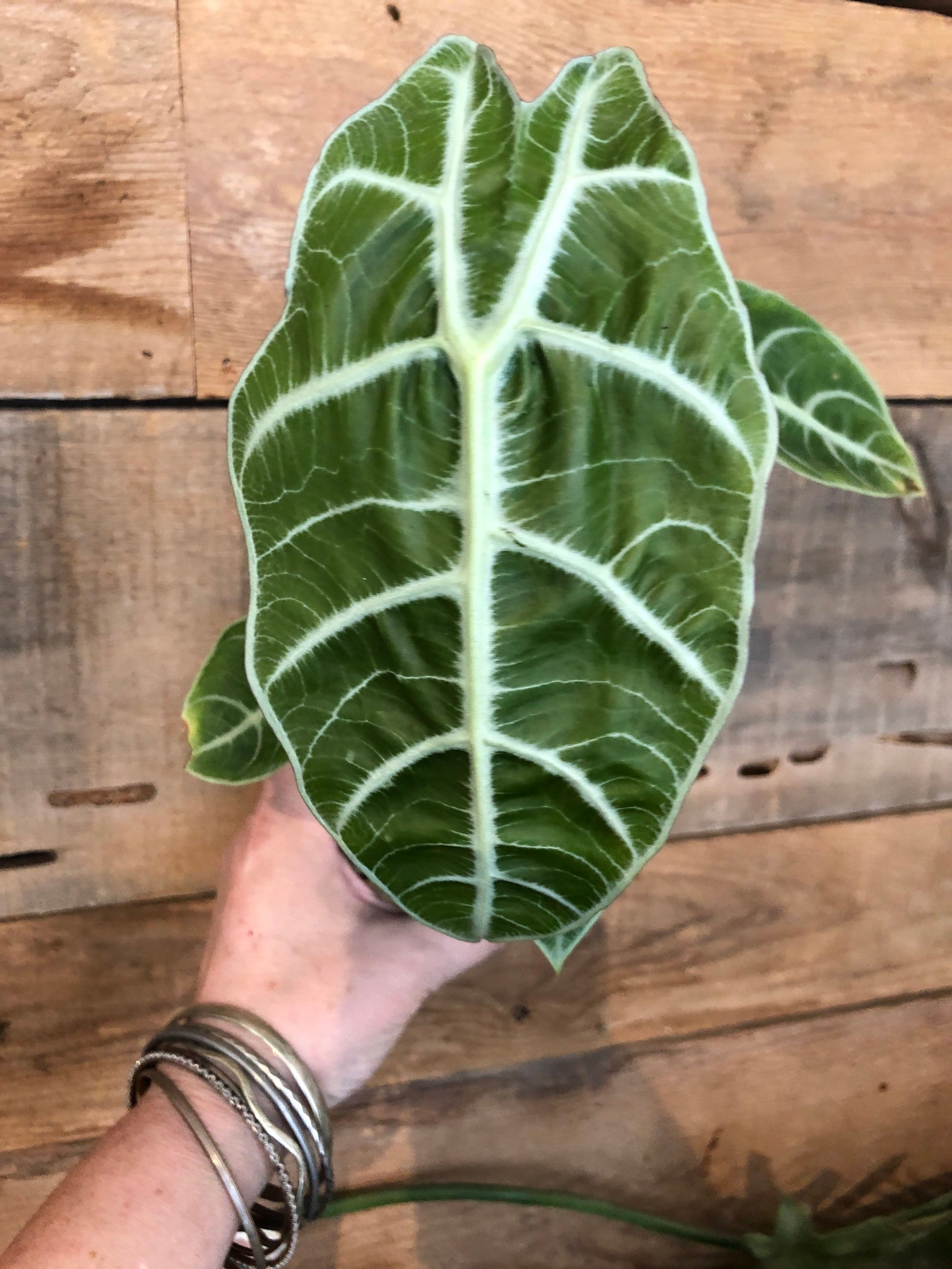 Alocasia - Watsonia Lightning 