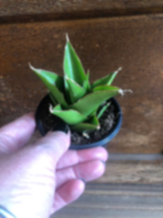 Sansevieria - Tower Grey