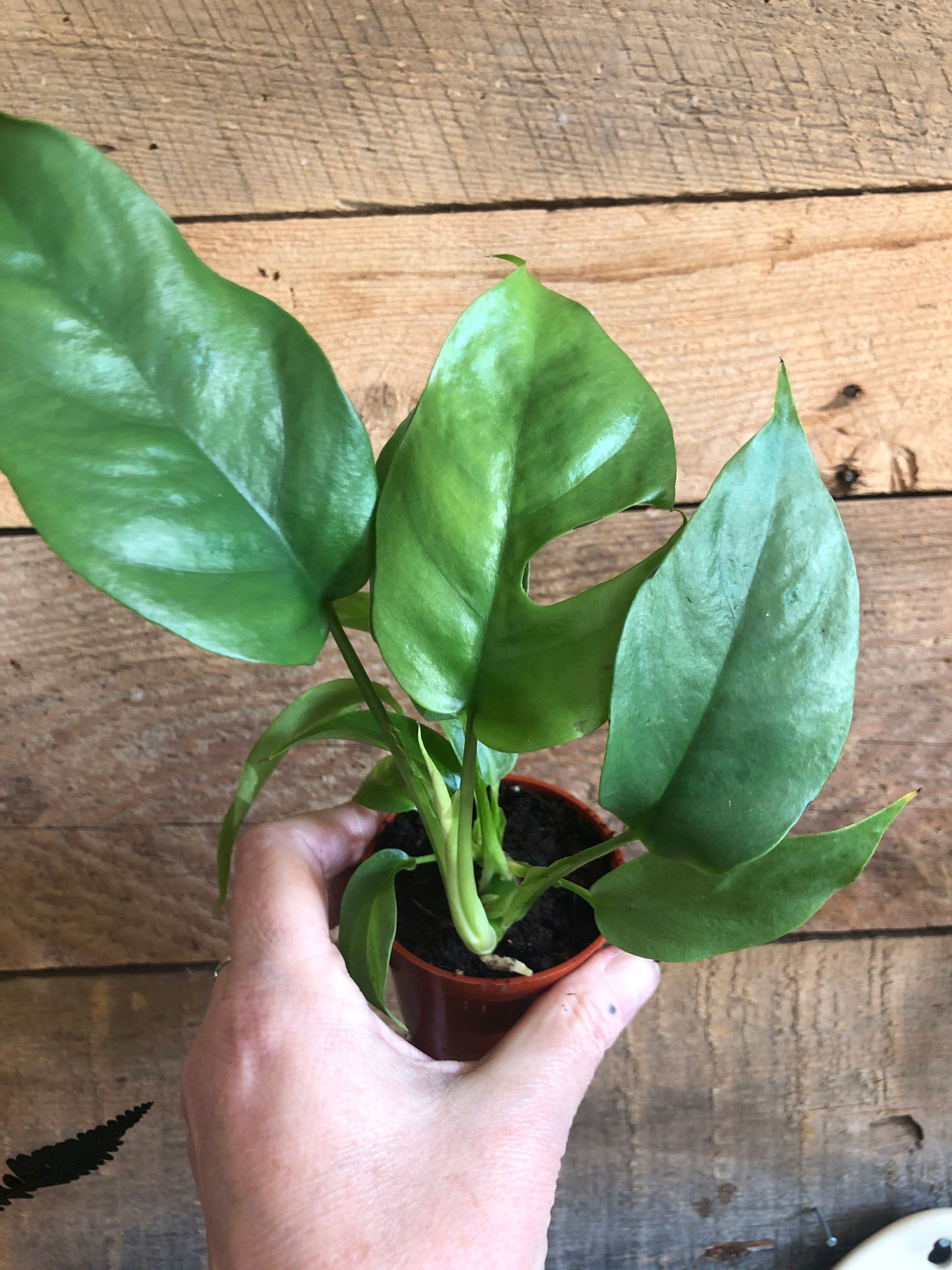 Rhaphidaphora Tetrasperma -Mini Monstera 