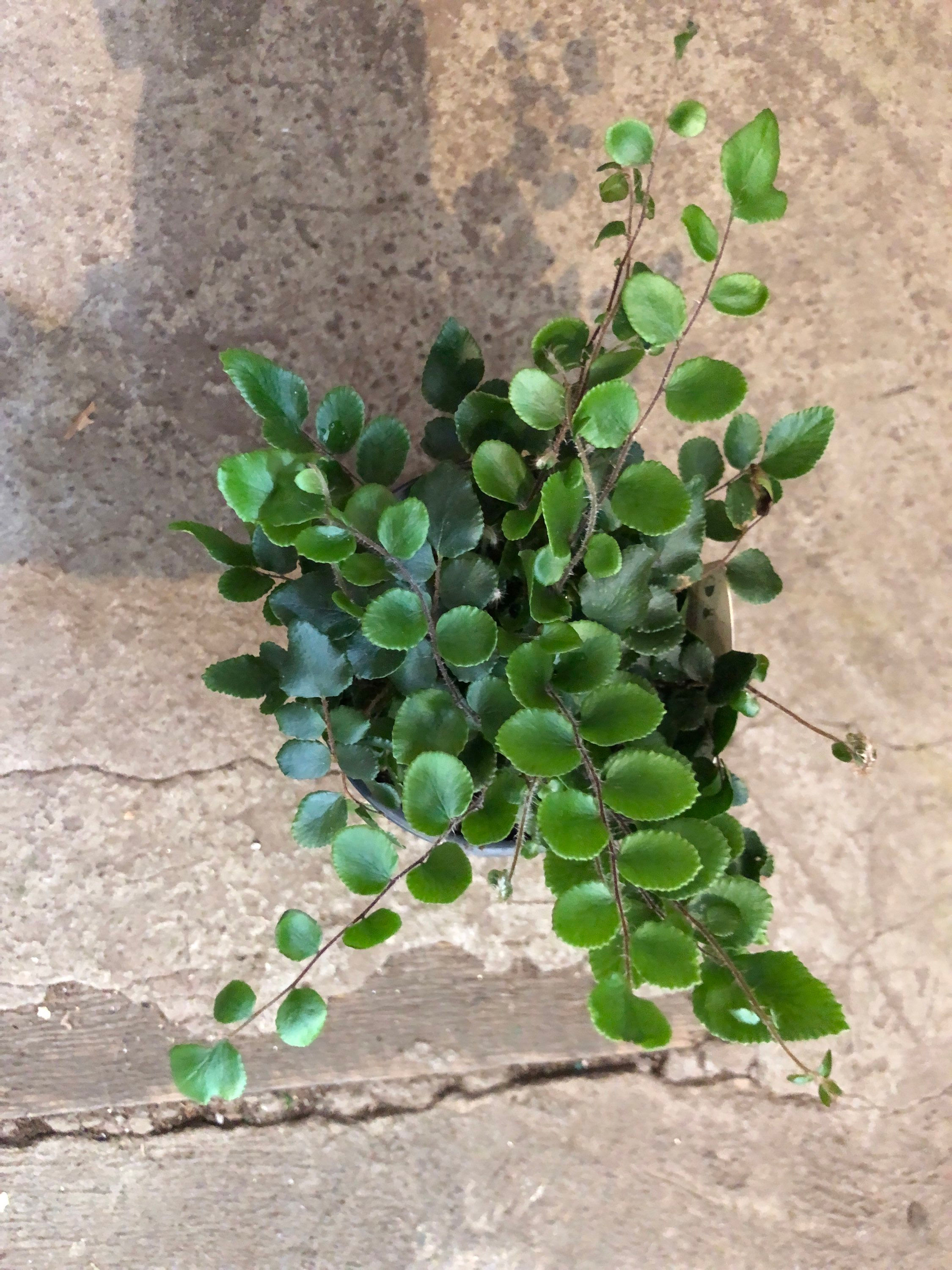 Button Fern 4”