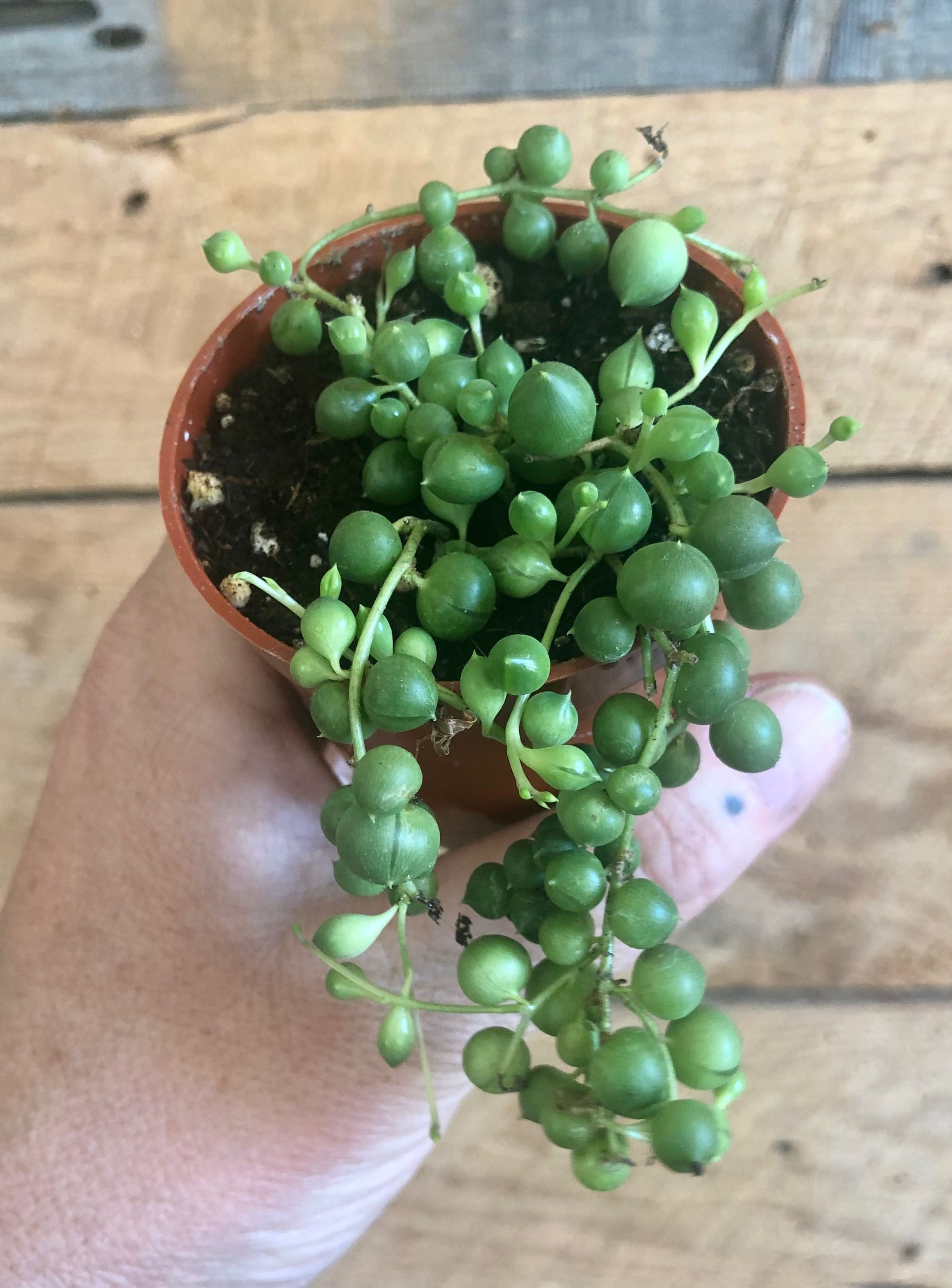 String of Pearls  