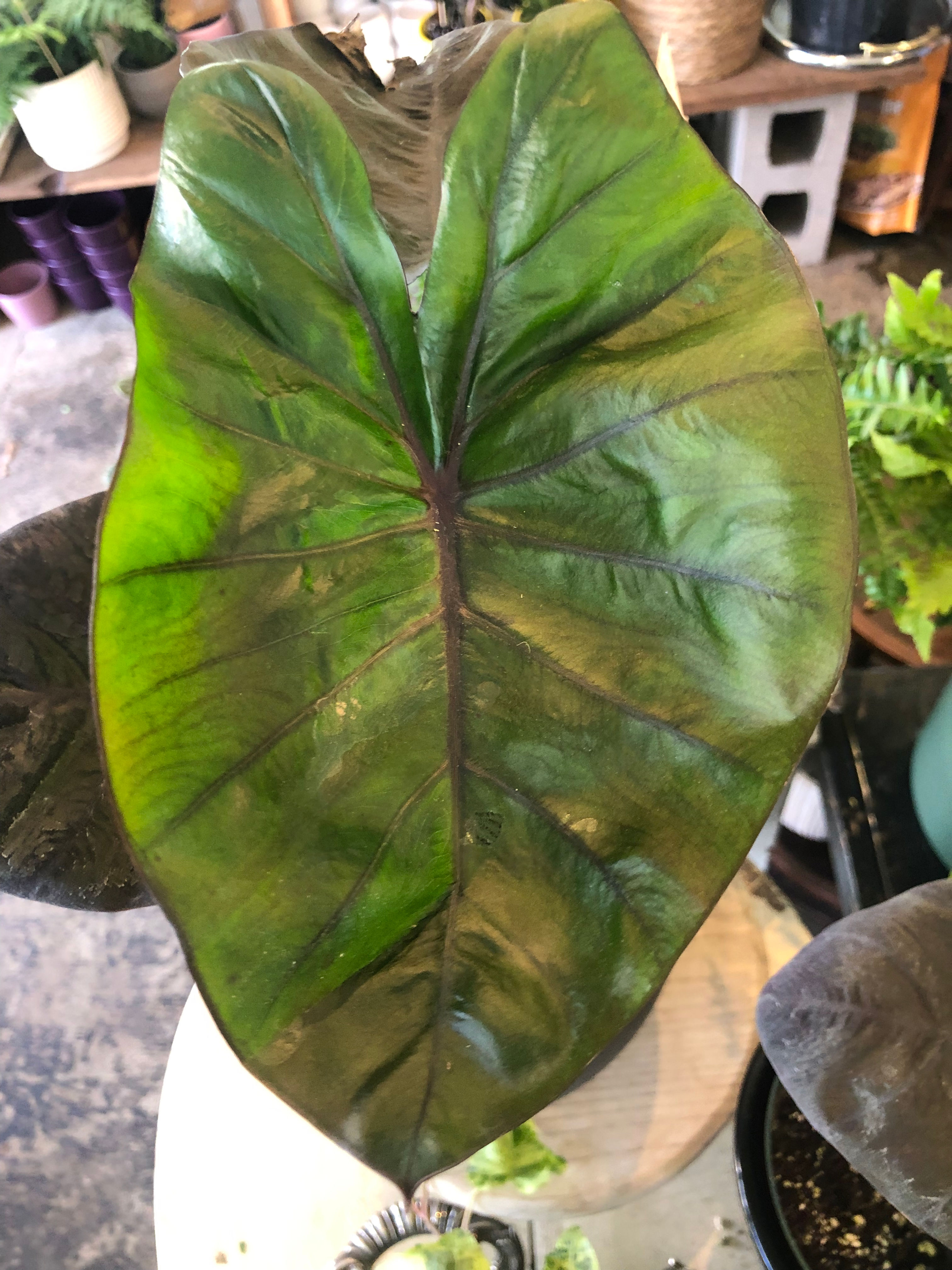 Colocasia - Pharoahs Mask