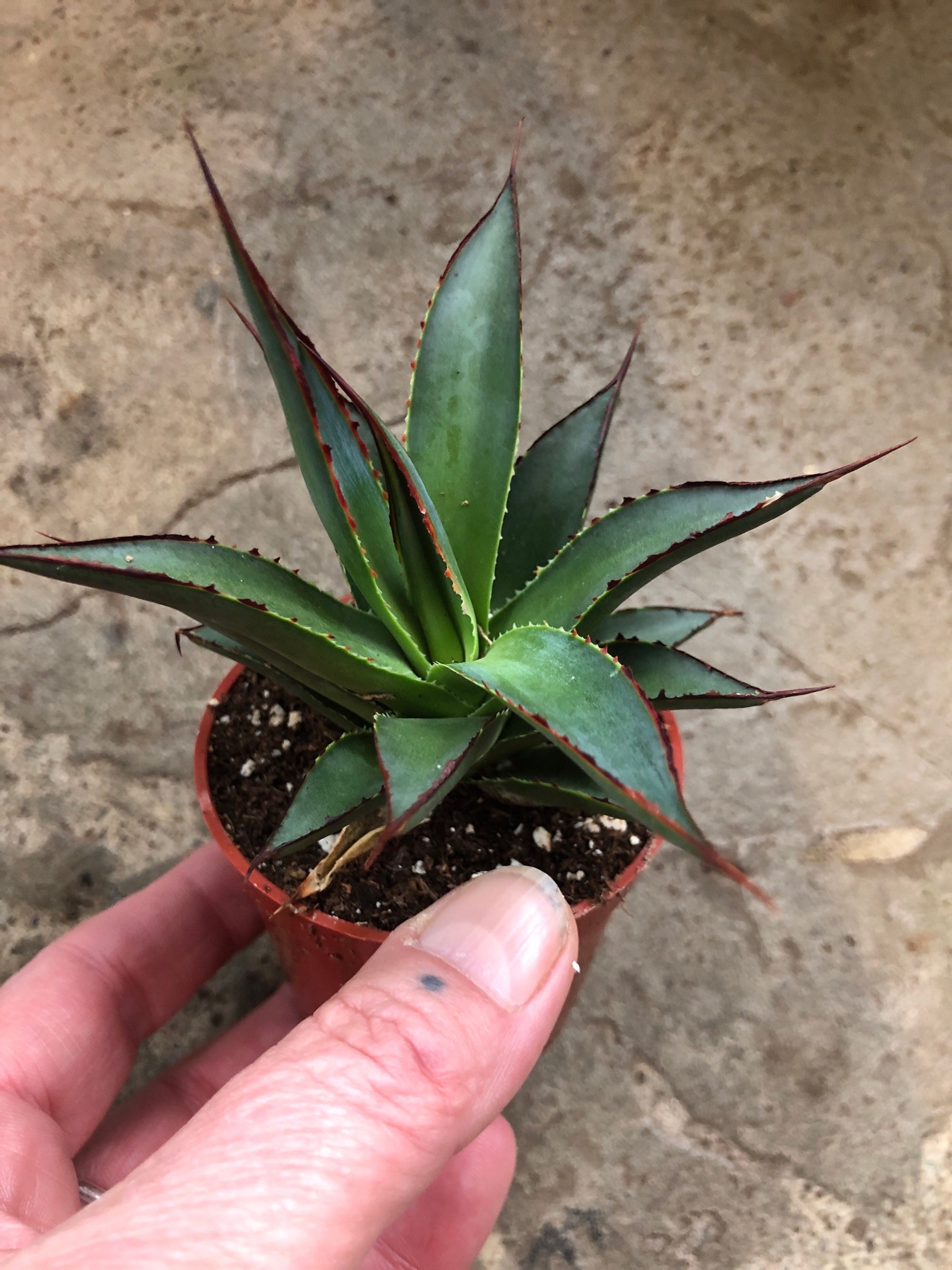 Agave - Blue Glow