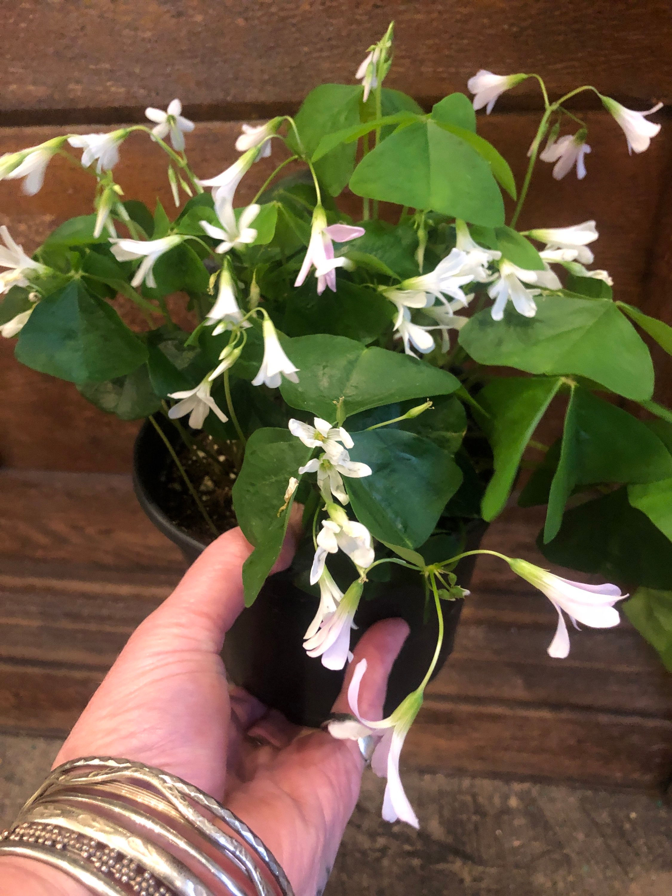 Oxalis Green Shamrock