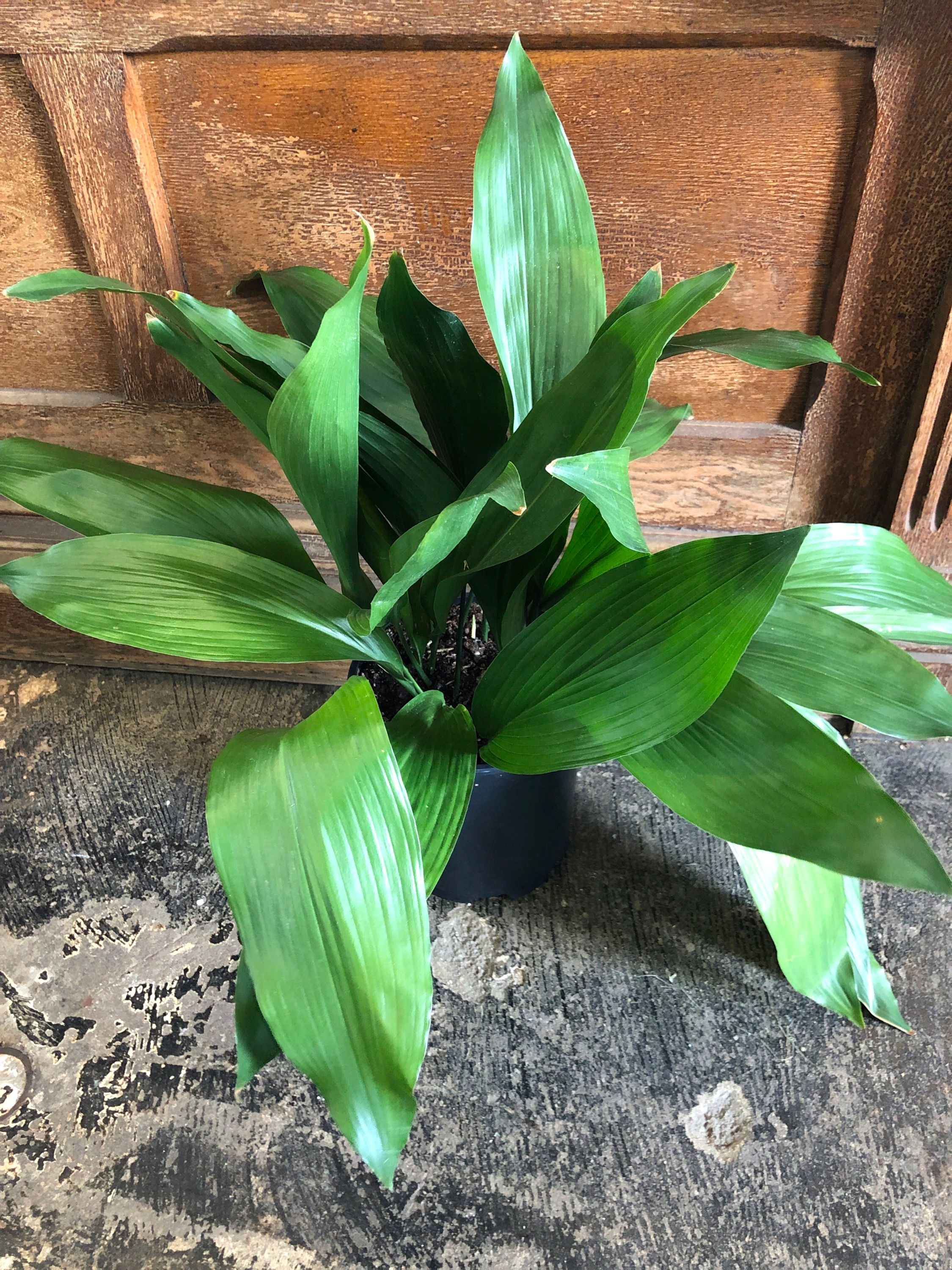 Aspidistra - Cast Iron Plant