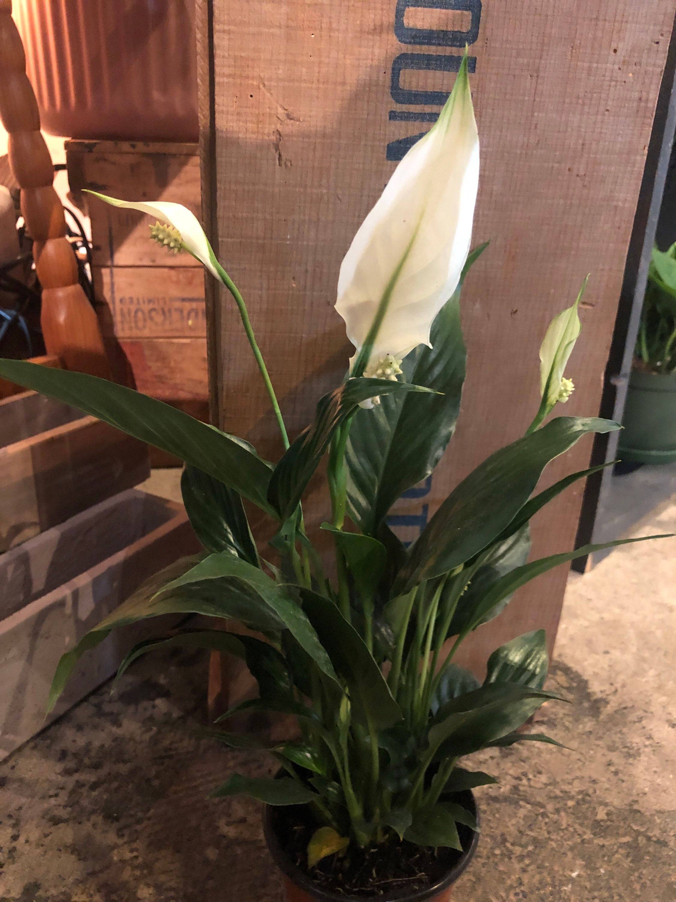 Spathiphyllum-Peace Lily