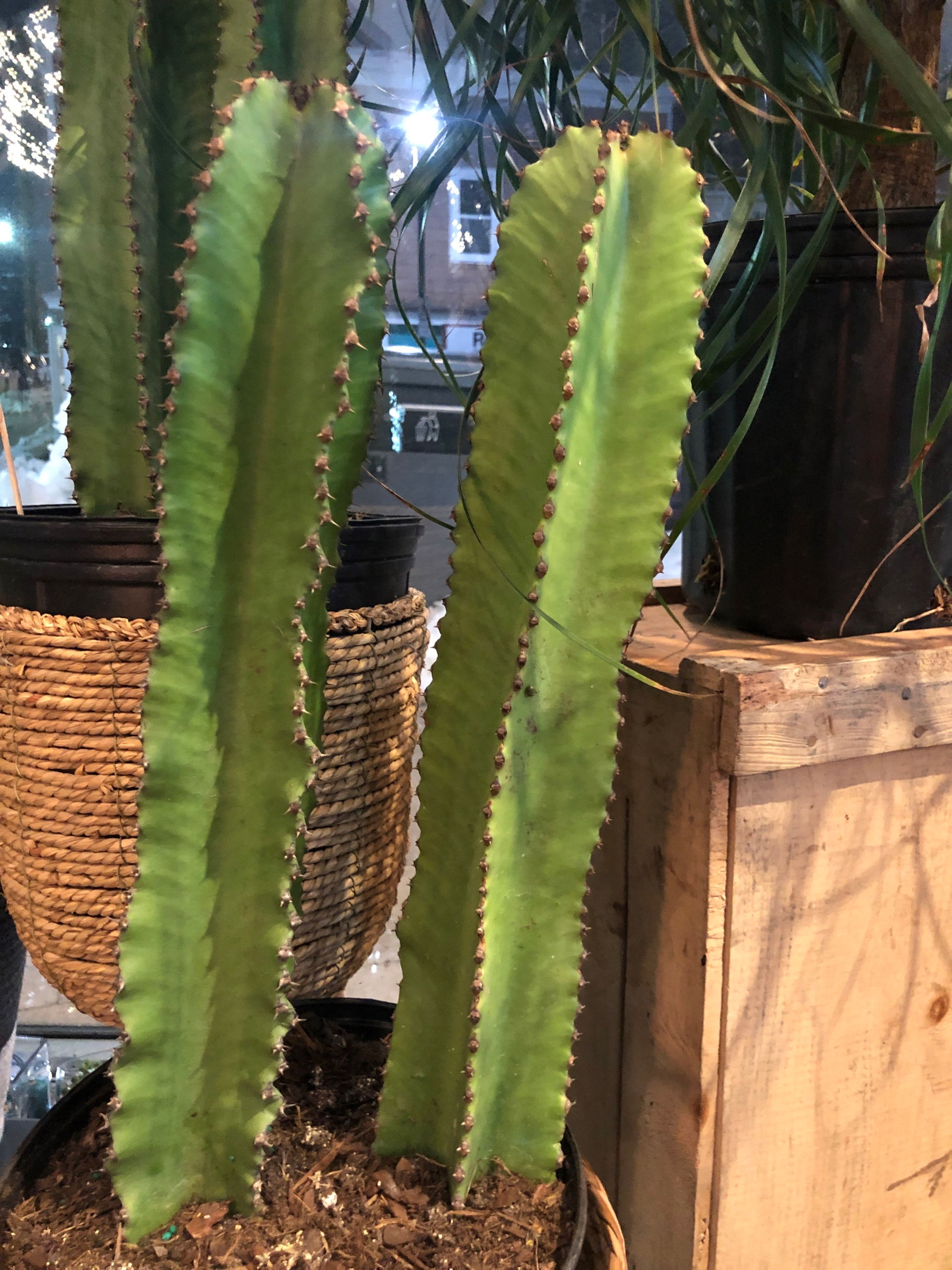 Euphorbia Acrurensis