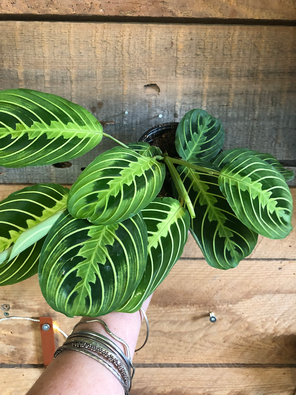 Maranta - Lemon Lime