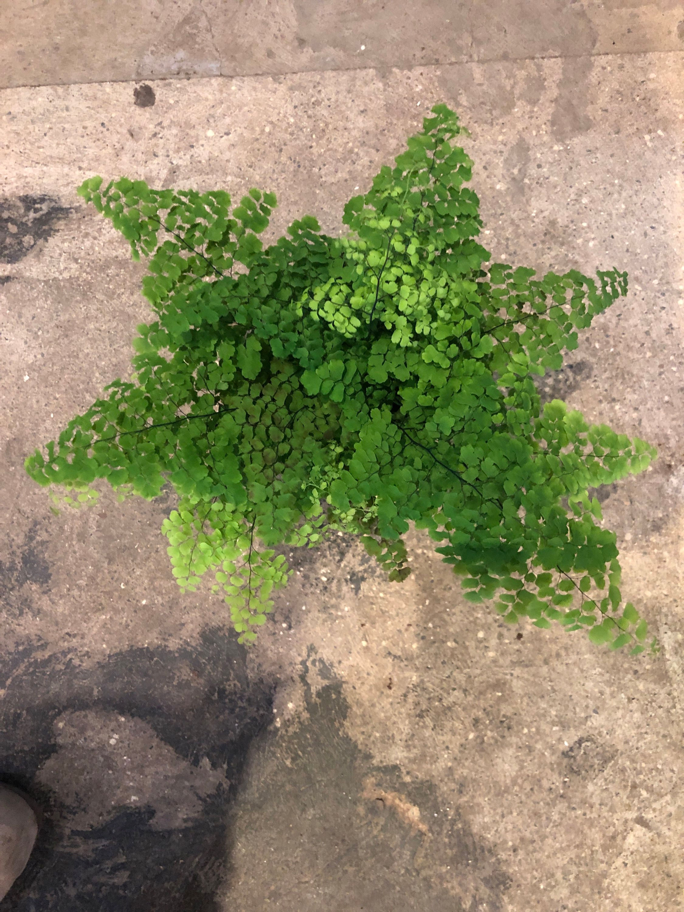 Maidenhair fern Fritz Luthi