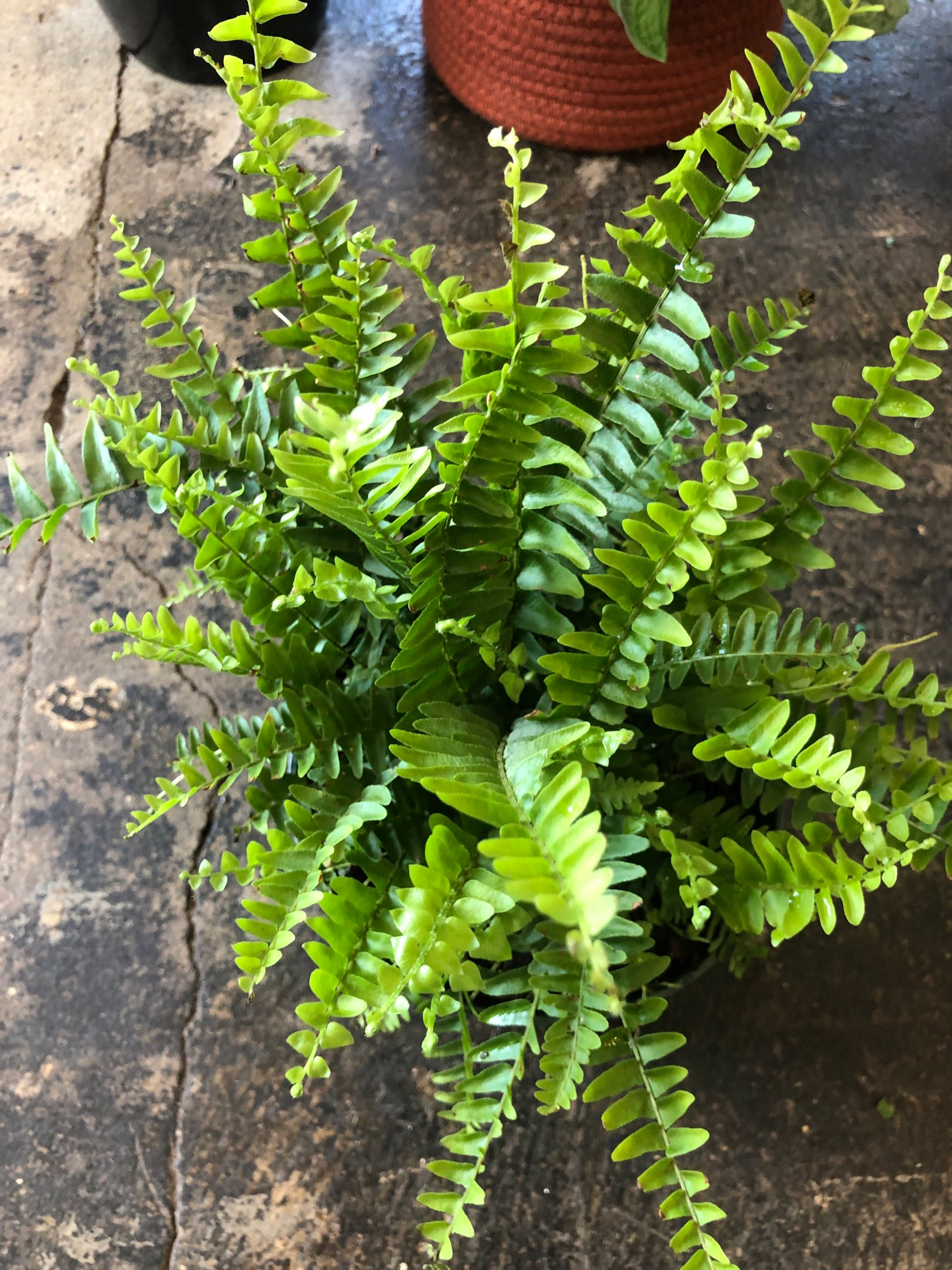 Boston Fern