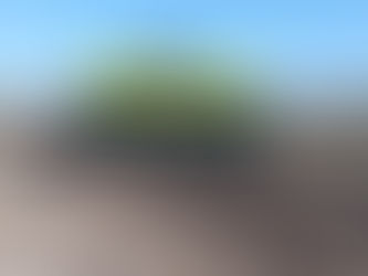 Semeadura do arroz avança no Estado e chega a 82,41% da área