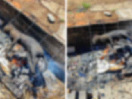 IMAGENS FORTES: Gato é encontrado queimado sobre uma grelha em Santo Ângelo