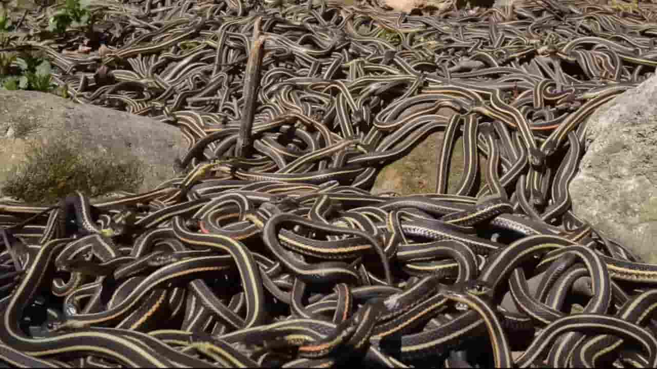 omg-mystery-of-snake-island-स्नेक आयलैंड omg-mystery-of-snake-island-स्नेक आयलैंड