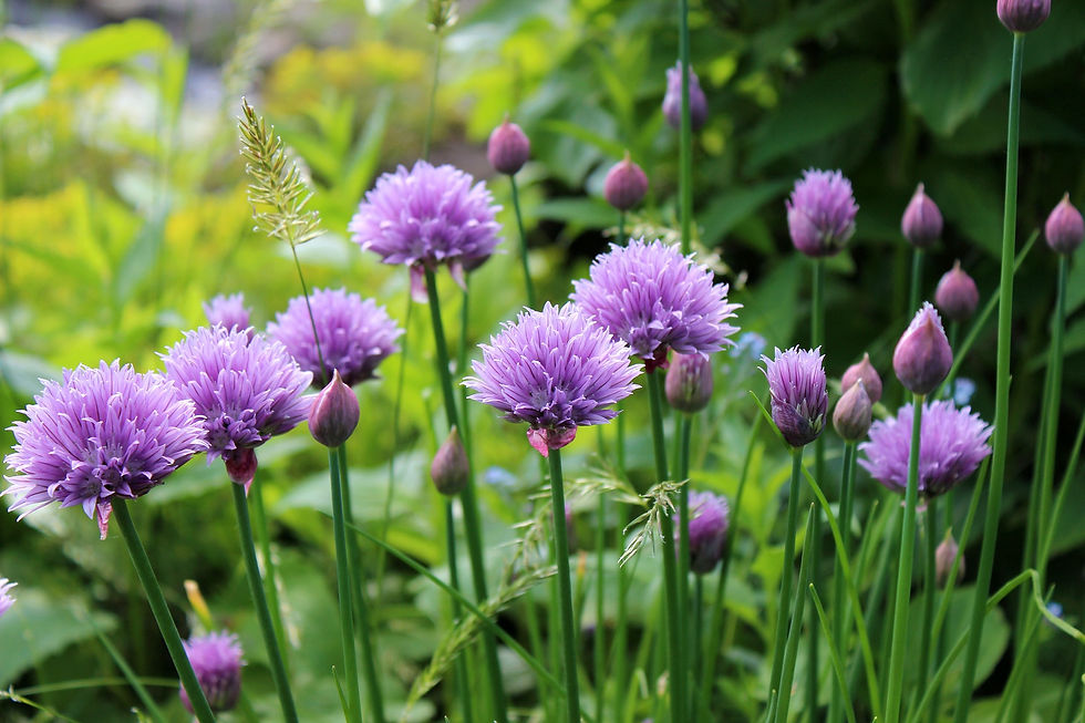 Skeletonex | Chives, Medicinal Plant